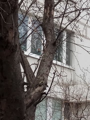 Carduelis carduelis