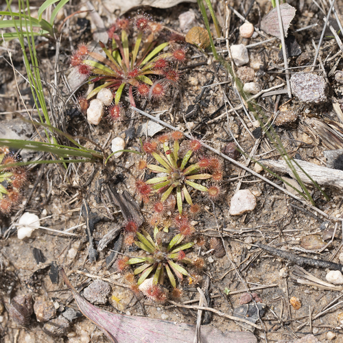Drosera dilatatopetiolaris