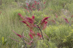 Grevillea dryandri