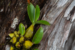 Dendrobium falcorostrum