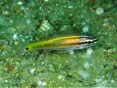 Ostorhinchus cavitensis