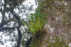Dendrobium falcorostrum