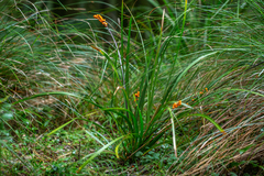 Lomandra spicata