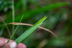 Lomandra spicata