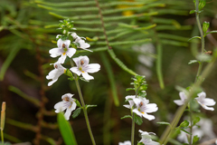 Euphrasia ramulosa