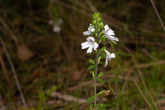 Euphrasia ramulosa