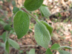 Lonicera praeflorens