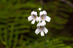 Euphrasia ramulosa