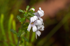 Euphrasia ramulosa