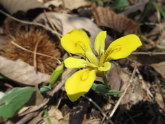 Iris minutoaurea