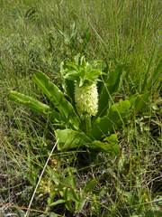 Eucomis autumnalis clavata