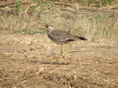 Vanellus malabaricus