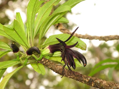 Clermontia kohalae