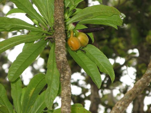 Clermontia kohalae