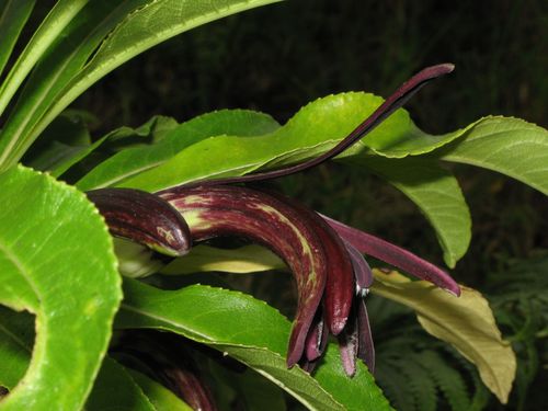 Clermontia kohalae observed 2009-05-20