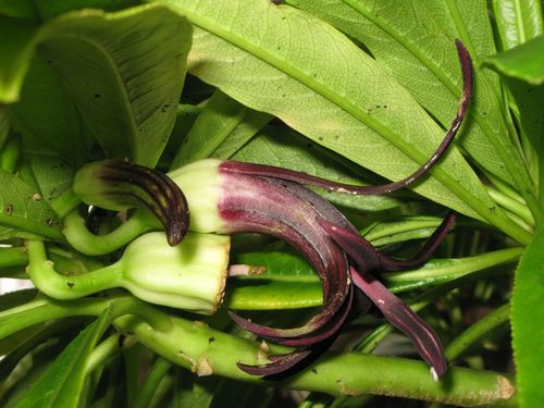 Waipio Valley clermontia (Clermontia kohalae)