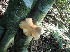 Cyclocybe parasitica
