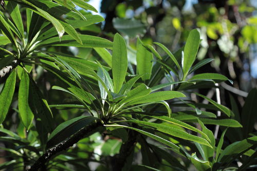 Clermontia kohalae observed 2009-11-24