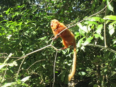Leontopithecus rosalia