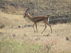 Gazella bennettii