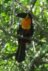 Ramphastos vitellinus