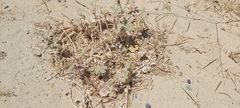 Neurada procumbens