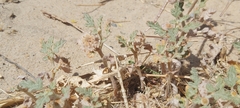 Neurada procumbens