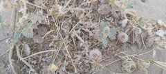 Neurada procumbens
