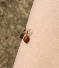 Coccinella septempunctata