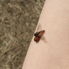 Coccinella septempunctata