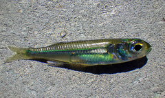 Atherinomorus stipes