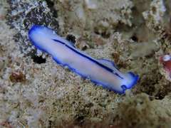 Pseudoceros concinnus