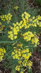 Acacia iteaphylla