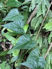 Zehneria japonica