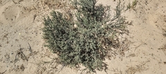Heliotropium bacciferum