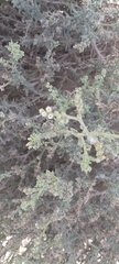 Heliotropium bacciferum