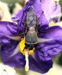 Stomorhina subapicalis