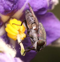 Stomorhina subapicalis