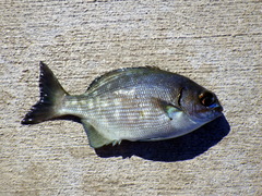 Kyphosus sectatrix