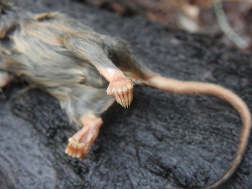Yellow-footed Antechinus, photo 10 of 10