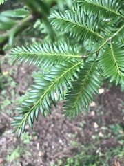 Prumnopitys ferruginea