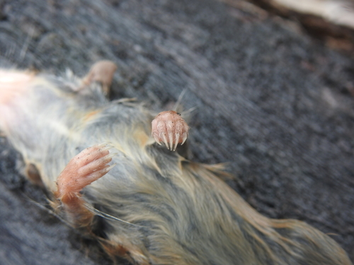 Yellow-footed Antechinus, photo 8 of 10