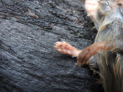 Yellow-footed Antechinus, photo 9 of 10