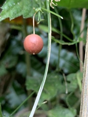 Zehneria japonica
