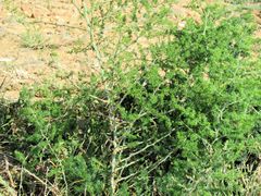 Asparagus multiflorus