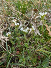Arabis recta