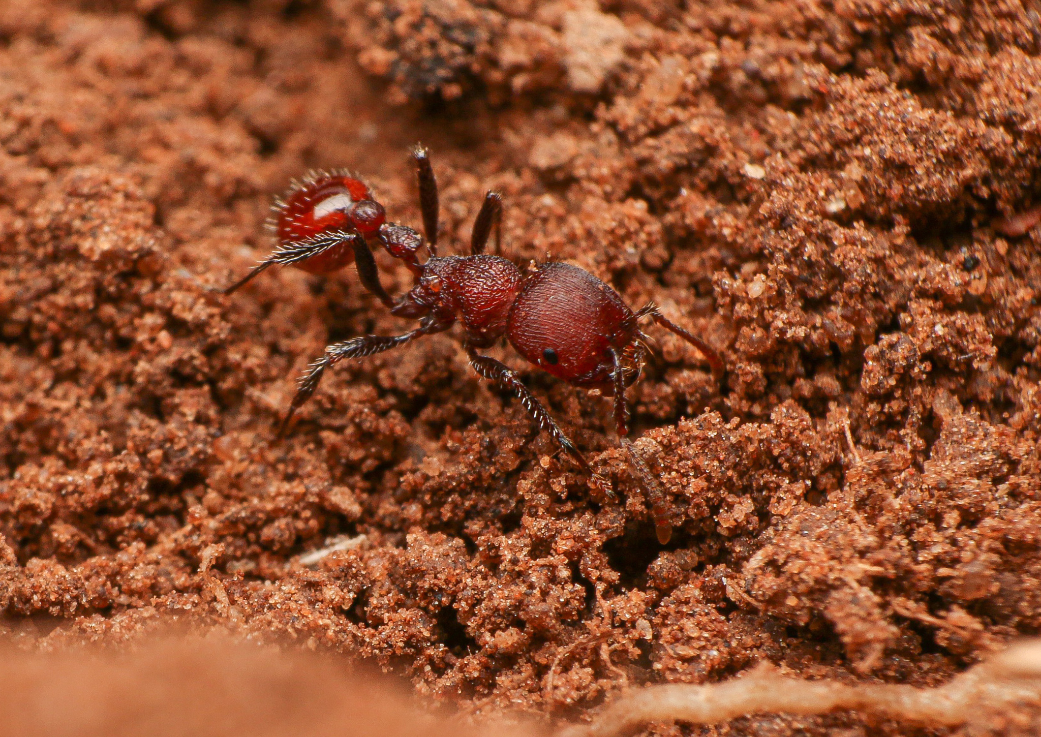 Pogonomyrmex huachucanus