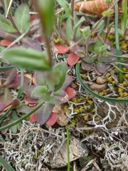 Arabis recta