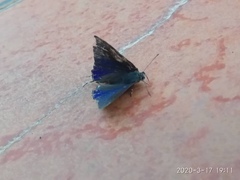 Hypolycaena erylus