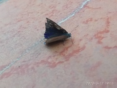 Hypolycaena erylus